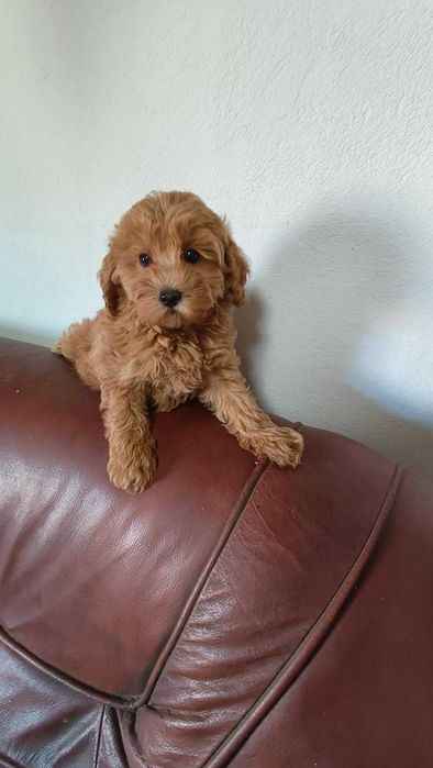 Maltipoo  -  pudel toy & maltańczyk -  przepiękana suczka  - badania genetyczne
