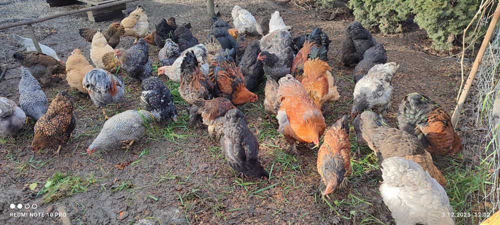 Koguty i kury  Brahna, kochin olbrzymi