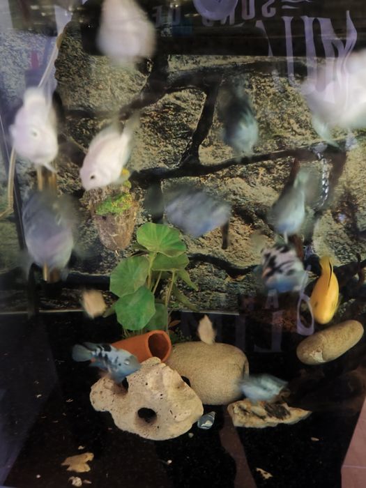 Peixe papagaio blue sapphire