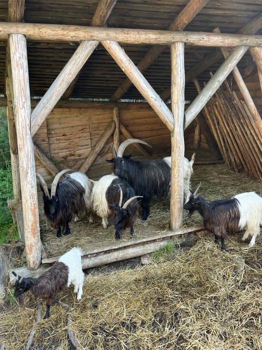 Валійські кози (Чорношия)