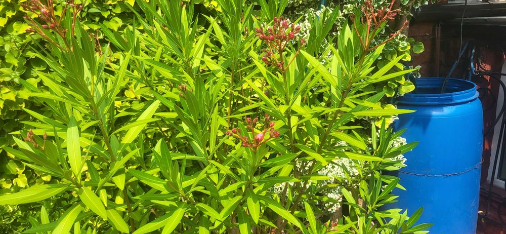 sprzedam duży oleander