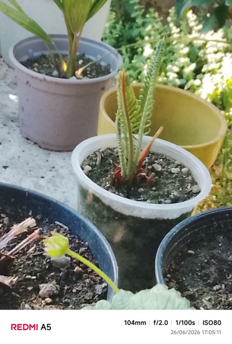 Cycas plantas para jardim pouca manutenção