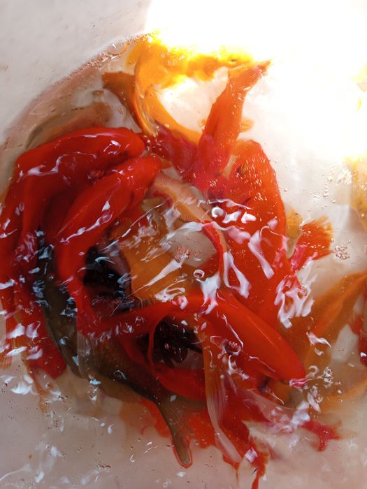 Karasie ozdobne do oczek wodnych