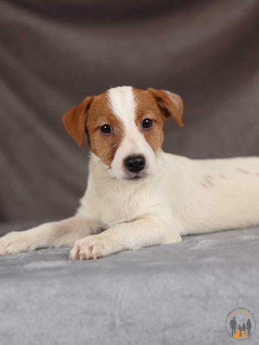 Jack Russell Terrier ZKwP FCI rodzice wolni od chor. gen.