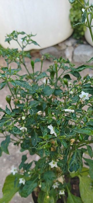 Planta Piri-Piri /Malagueta Biológica em Vaso