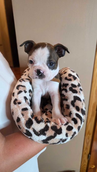 Boston terrier z rodowodem