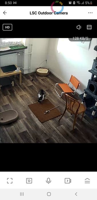 Hotel dla kotów, dostępne miejsca na lato