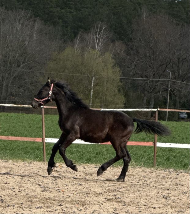 Klacz kara - mieszanka fryza z pks