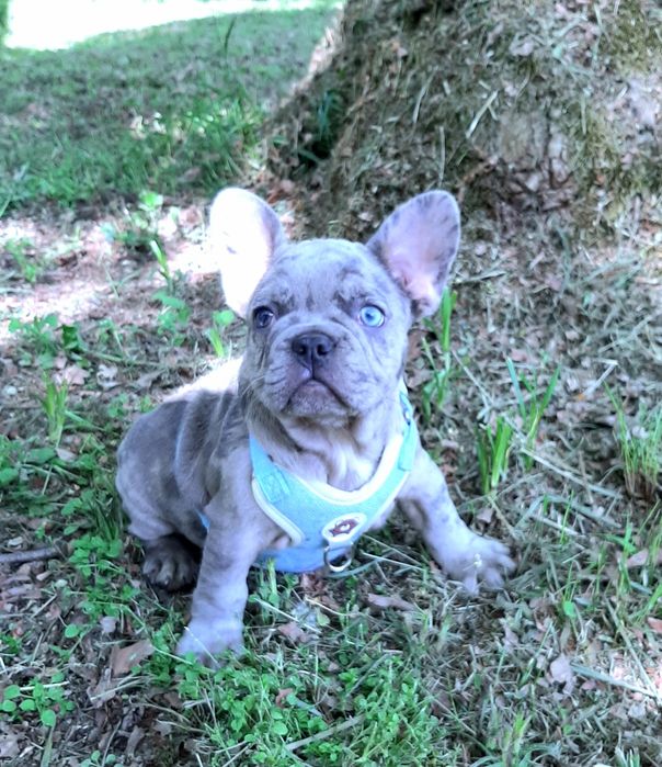 Buldog francusk piesek
