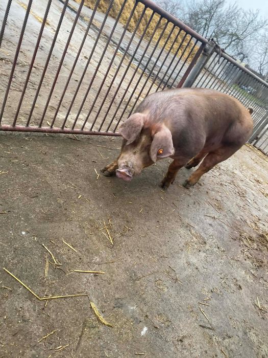 Knurki rasy Pietrain x Duroc