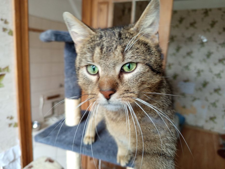 Najczulszy kot jakiego znamy