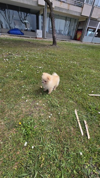 Spitz alemão fêmea