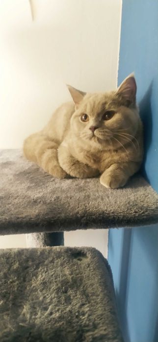 KOT BRYTYJSKI kociak liliowy MIŚ po championie rodowód FPL FIFE OKAZJA