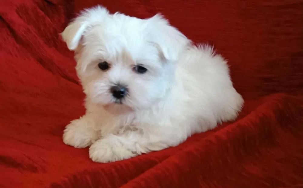 Bichon maltês disponível