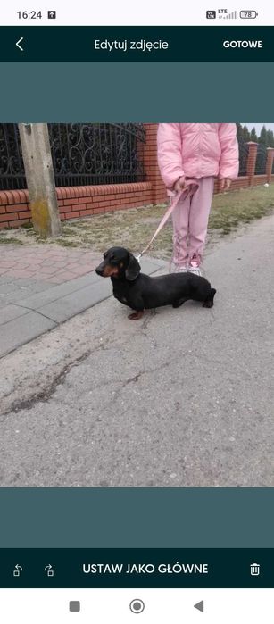 Jamnik czarny podpalany