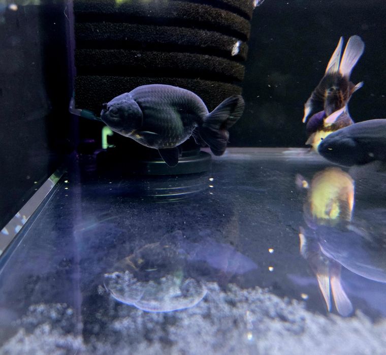 Welonka ranchu black