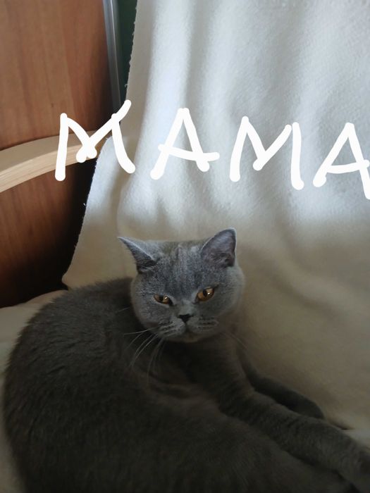 Шотландские веслоухие котята