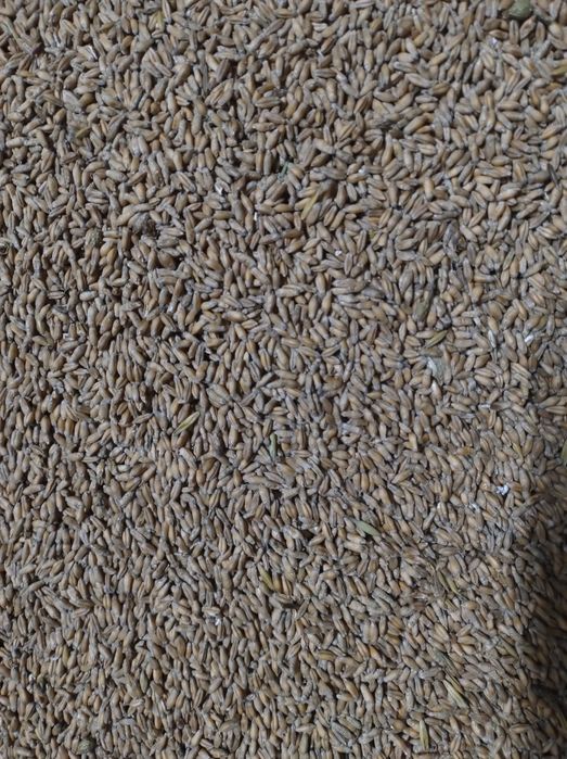 Przenżyto ozime sprzedam