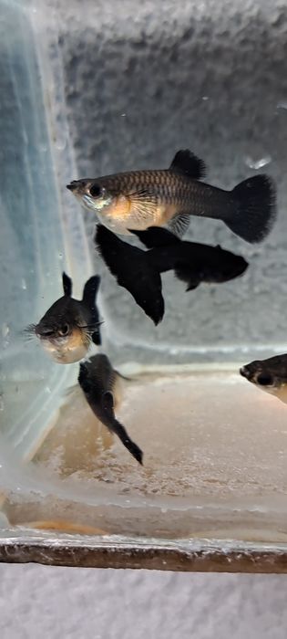 Gupiki full black czysta linia dorosłe samiec i 5 samic