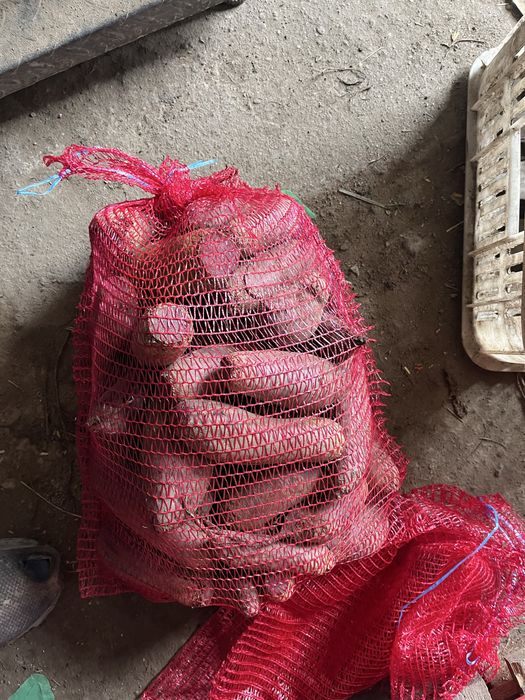 Świeże Warzywa dla Gastronomii Sklepów i Kebabów