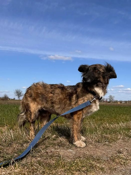 Dżungla  suka o nietuzinkowej urodzie