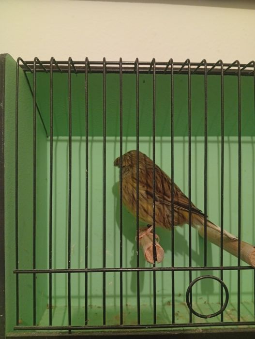 Vendo casais de canários glostrs