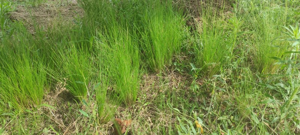 Stipa sadzoni ostnica ponny tail