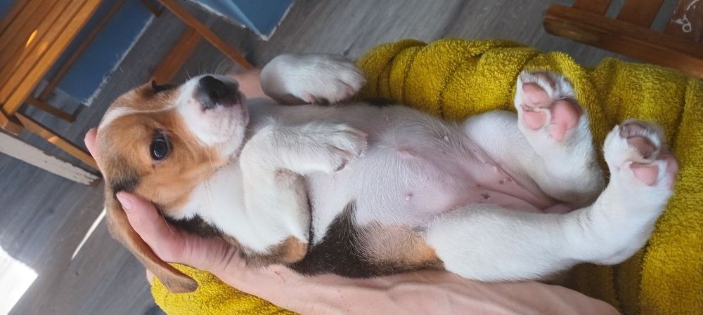 Дівчинка бігль  два місяці