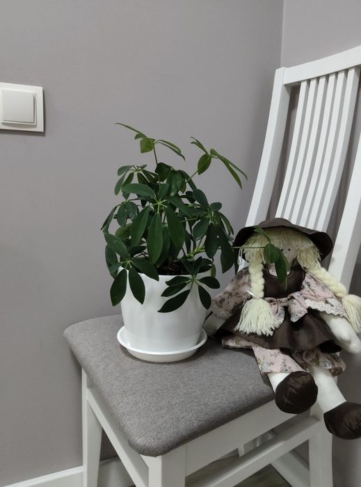 Шефлера, вазон, кімнатні рослини