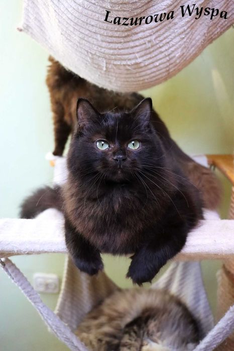 Ragdoll Czarna Perła