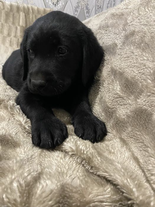 Цуценя лабрадора бронюваня