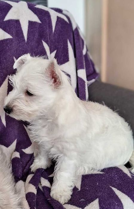 West Highland White terrier chłopiec ostatni.