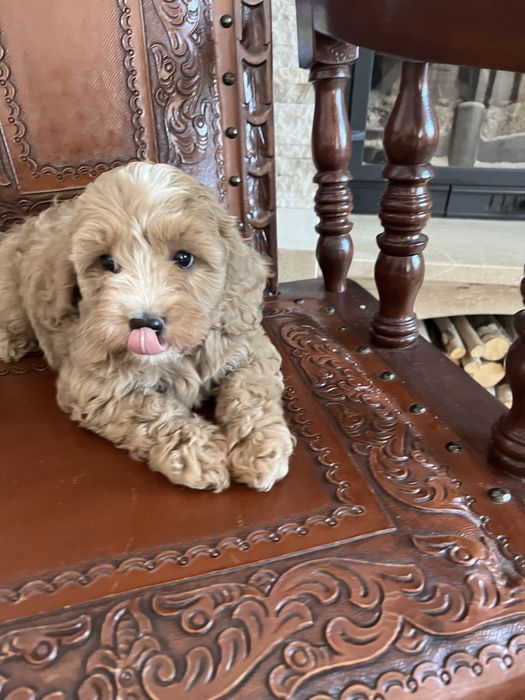 Cavapoo piesek juz do odbioru