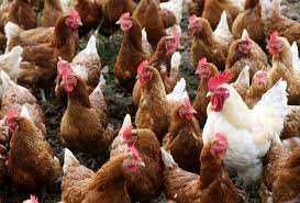 Kury Nioski ROSA MESSA LEGHORN z jajkiem 25tyg..TRANSPORT