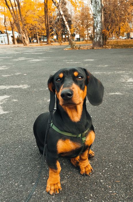 Такса, кобель такси шукає дівчинку, в'язка.