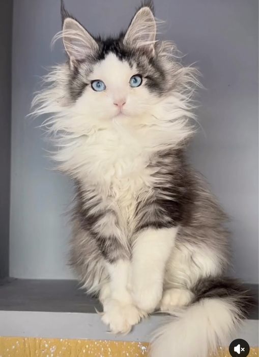 Самые красивые Мейн Куны с голубыми глазами. Девочка. Полидакт!