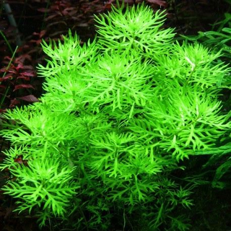 Okrężnica Hottonia palustris lub zamiana akwarystyka