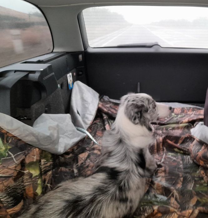 Перевозка перевезення тварин животных по Украине,Пасажирські перевезен