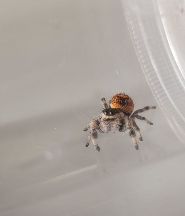 Phidippus Regius Soroa