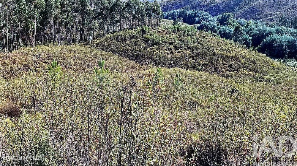 Terreno Agrícola em Mação, Penhascoso e Aboboreira
