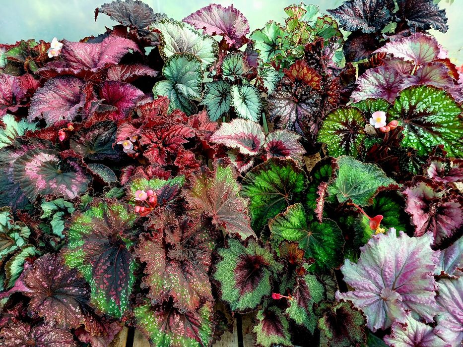 Бегонія королівська