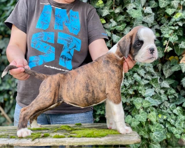 Боксер. Тигрова дівченка.