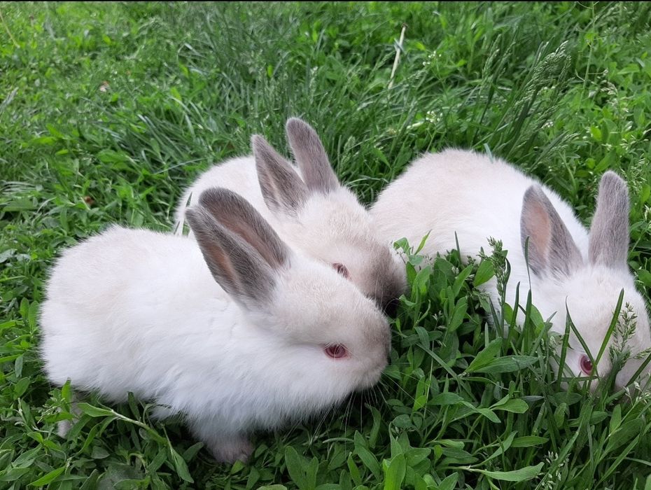 Пропонуємо кролів