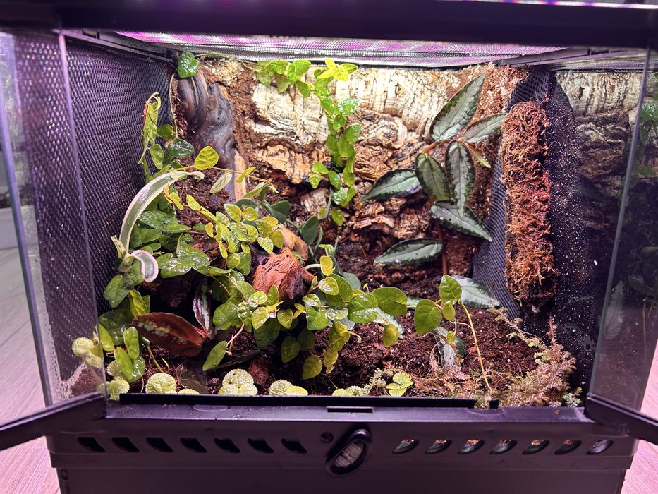Terrarium tropikalne