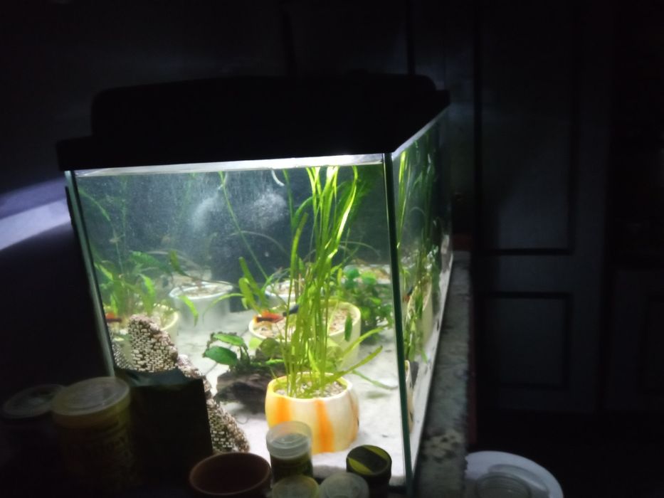 Sprzedam akwarium 112 litrów z życiem