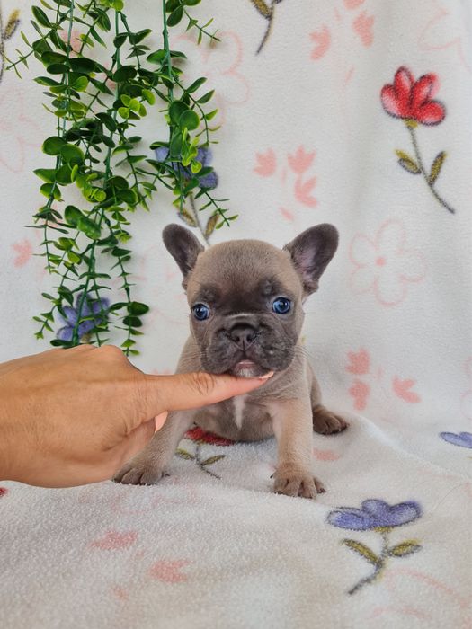 Excelente menina Bulldog Frances de Qualidade