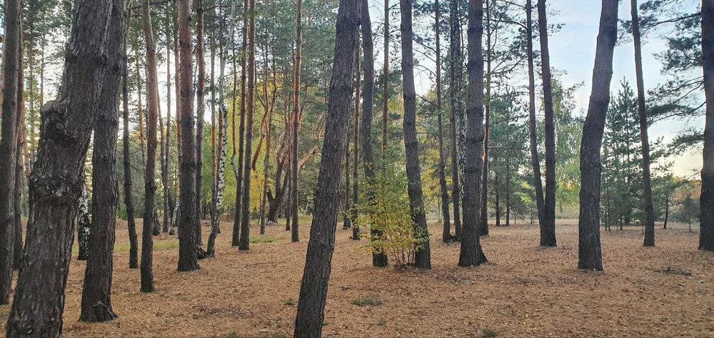 Продам 12 соток з соснами Вища Дубечня