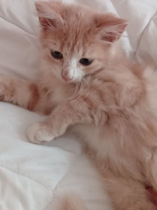 Кошенятко хлопчик в люблячу родину