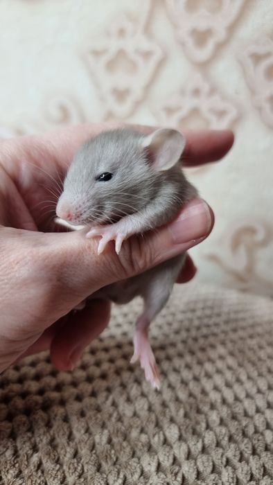 Крыса дамбо мальчики