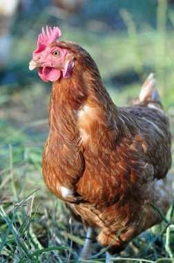 ІнкубацІйнІ  яйця - МАСТЕР ГРЕЙ